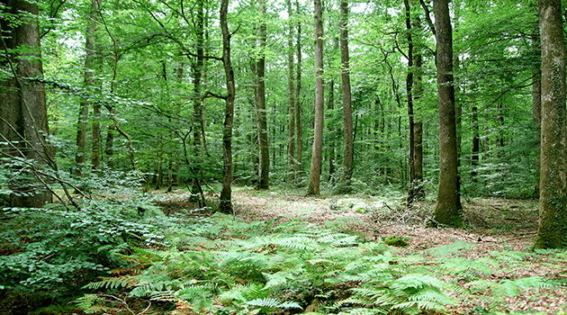 Forêts : une fiscalité davantage contrôlée Forêts : une fiscalité davantage contrôlée