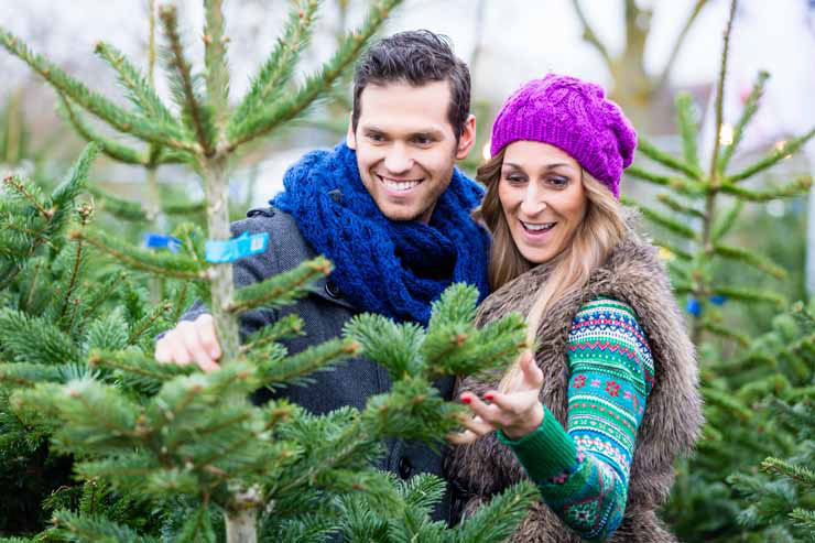 Le sapin de Noël qu'il vous faut Le sapin de Noël qu'il vous faut