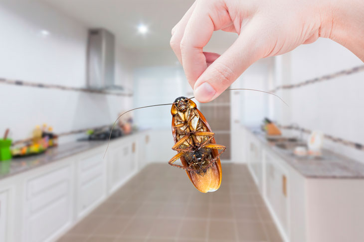 Location et loi ELAN - Faites la chasse aux insectes et autres parasites Location et loi ELAN - Faites la chasse aux insectes et autres parasites